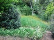 Plot, In Cordes-sur-Ciel in Tarn