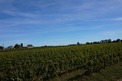 Vineyard, Near FRONSAC in Gironde
