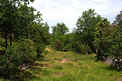 Plot, Near SAINT MARTIN in Var
