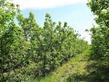 Plot, Near Marans in Charente-Maritime
