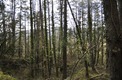 Plot, Near TOUR DE FAURE in Lot