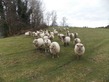 5 Bed. Shop/Commercial/Industrial, Near MARVAL in Haute-Vienne
