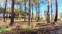 Plot, Near SEIGNOSSE in Landes