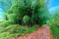 Plot, Near LESCURE D'ALBIGEOIS in Tarn