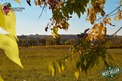 Plot, Near PELLEGRUE in Gironde