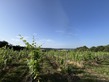 1 Bed. Plot, Near PUY D'ARNAC in Corr&egrave;ze