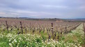 Property, Near Beziers in H&eacute;rault